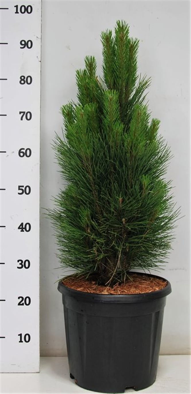 Pinus nigra 'Green Tower' - C12 60-70 CM